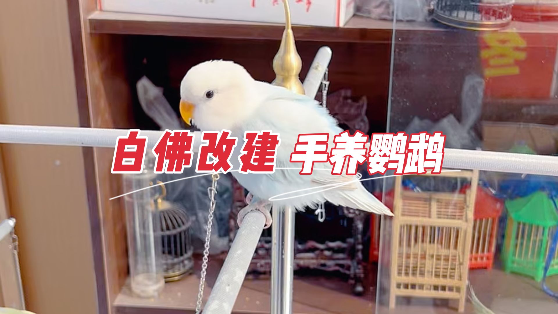 体验白佛花鸟鱼虫市场的手养鹦鹉