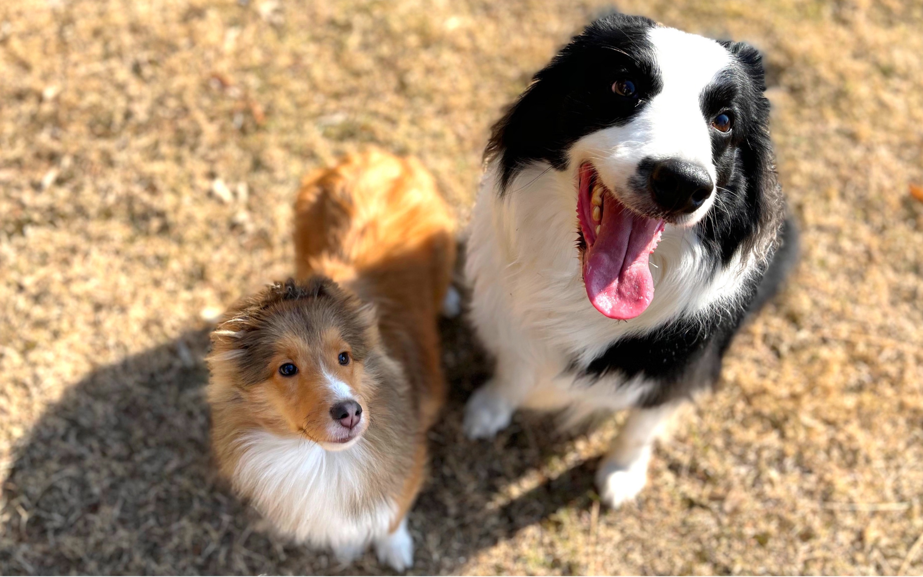 喜乐蒂边牧牧羊犬串串图片