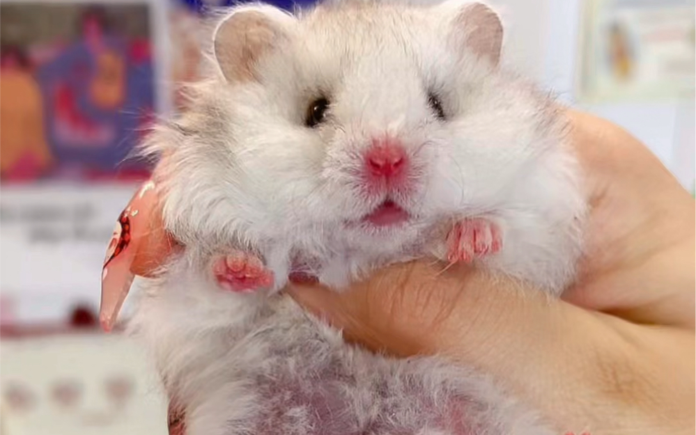 28天的小奶熊面试家长!预告下午2点正式开始出售