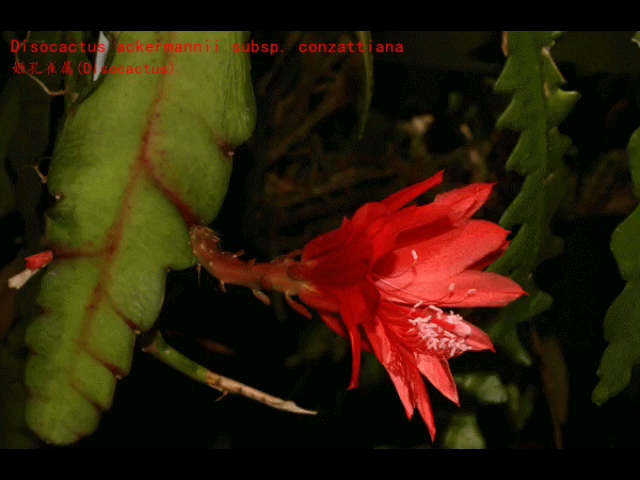 仙人球类科普之姬孔雀属