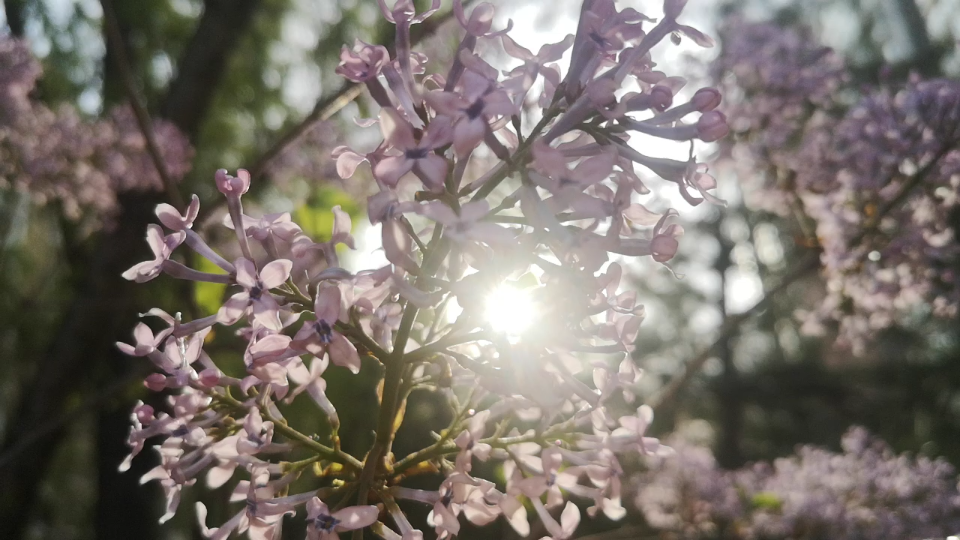 [图]丁香花开01