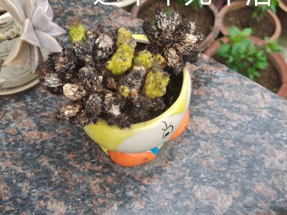 我家仙人掌的励志故事
