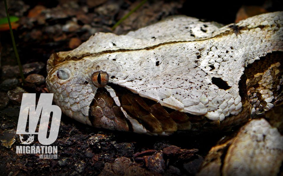 就算把我踩死我也纹丝不动还有谁加蓬咝蝰