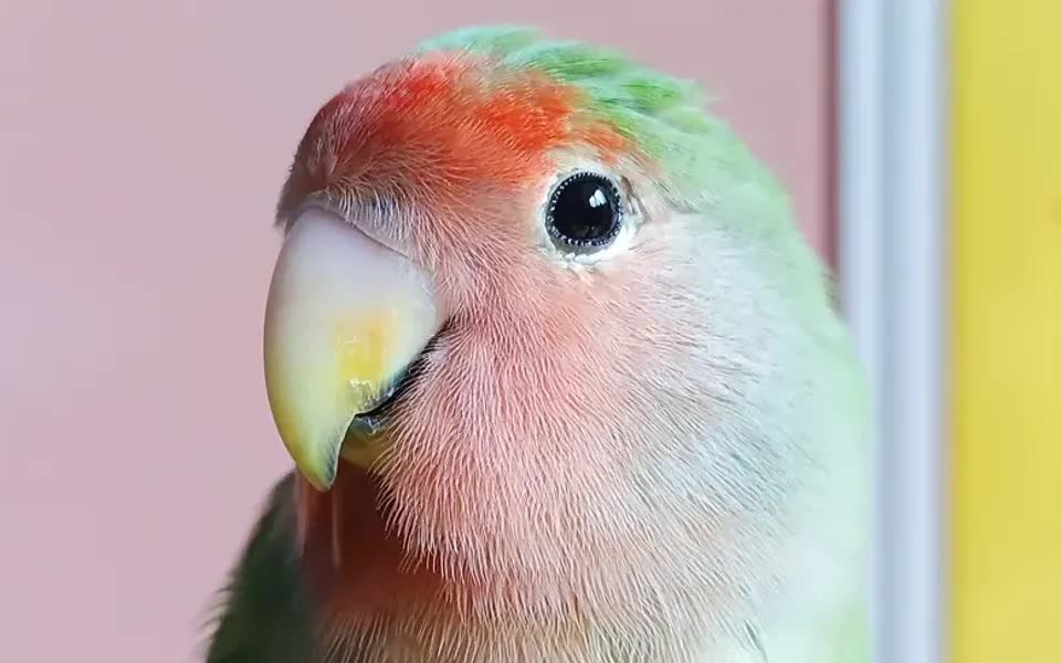 我家绿桃牡丹鹦鹉是只聪明的小鸟,鸟叔给它奖品,它却不爱荣誉