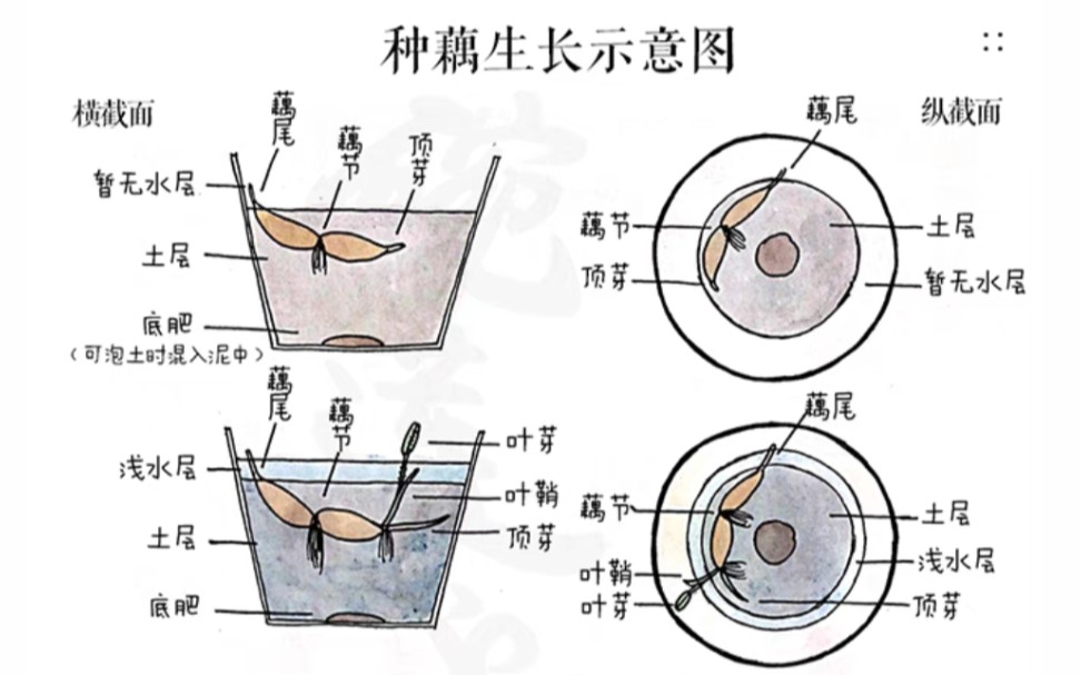 1分钟教会你怎么种碗莲哔哩哔哩bilibili