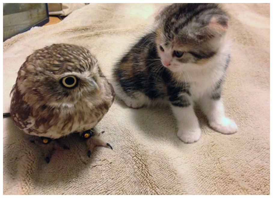 猫咪和猫头鹰好上了,日常相处太甜蜜,脸皮真厚!