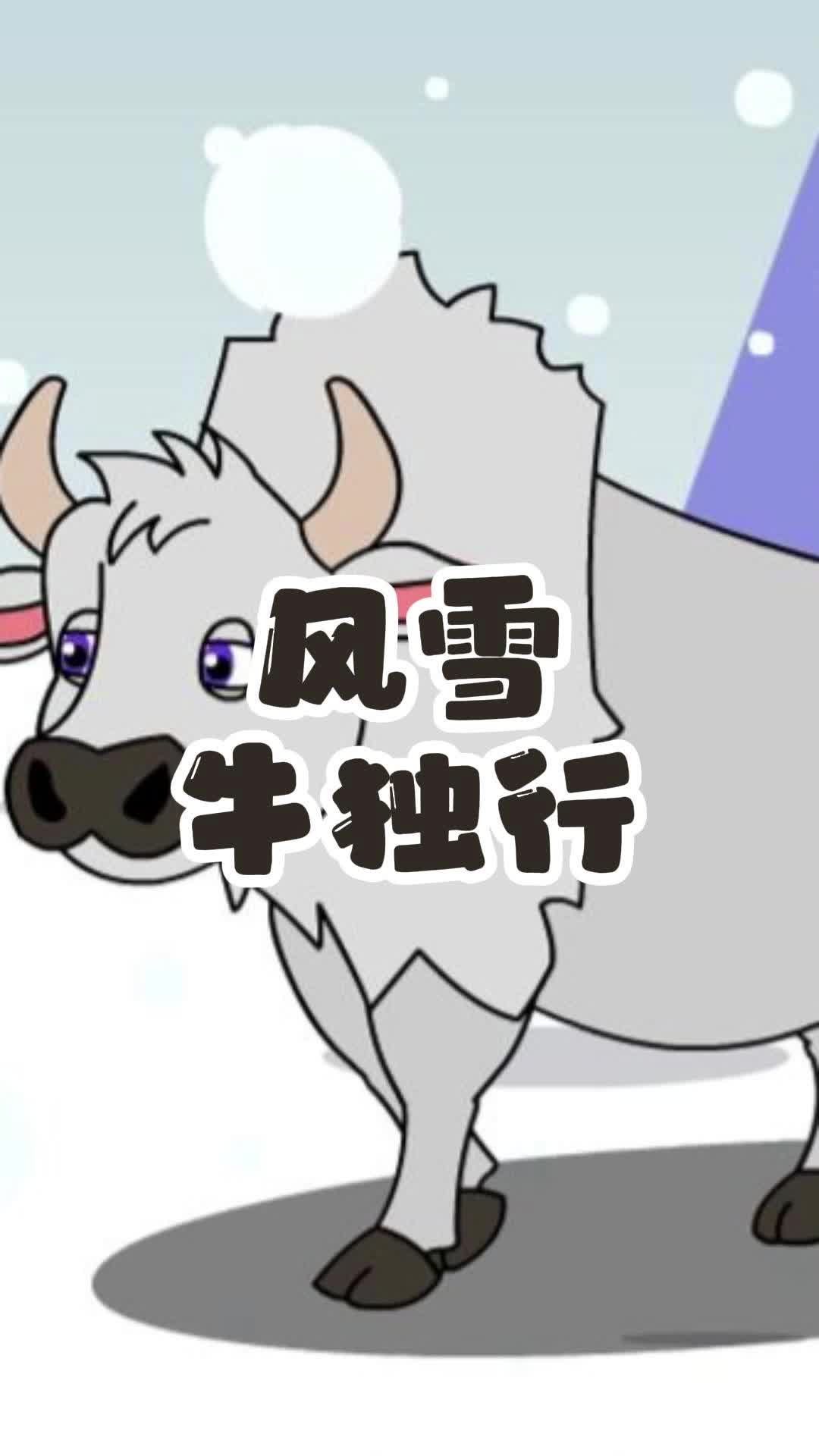 白化的美洲野牛也是难得一见哟!