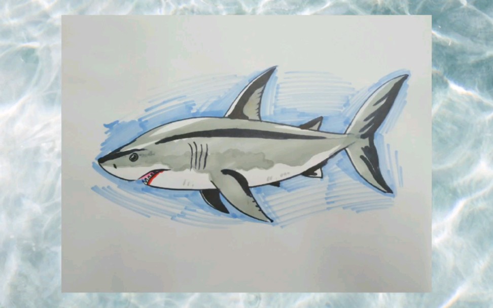 画可怕的大白鲨 简单图片