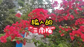 Download Video: 【园林植物】骗人的“三角梅”