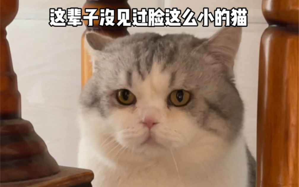 [图]带我家猫回农村，结果被村猫们当吉祥物参观了…