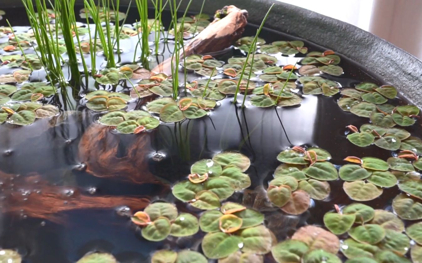 搬运日本网友的室内睡莲缸群落生境03水生植物栽种篇
