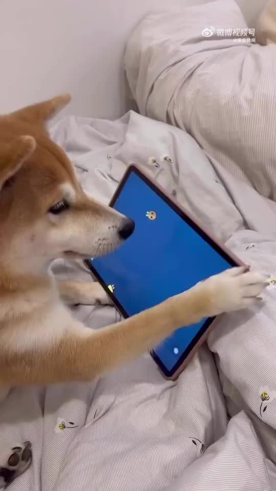 柴柴玩游戏好认真的样子[打call]#柴犬##柴犬日常##萌宠集中营