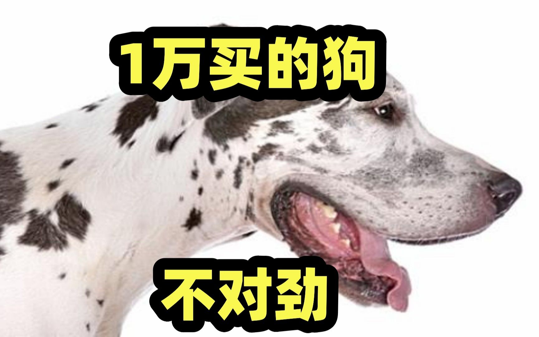 一万多买的大丹犬,越养越不对劲,兽医一看有猫腻哔哩哔哩bilibili