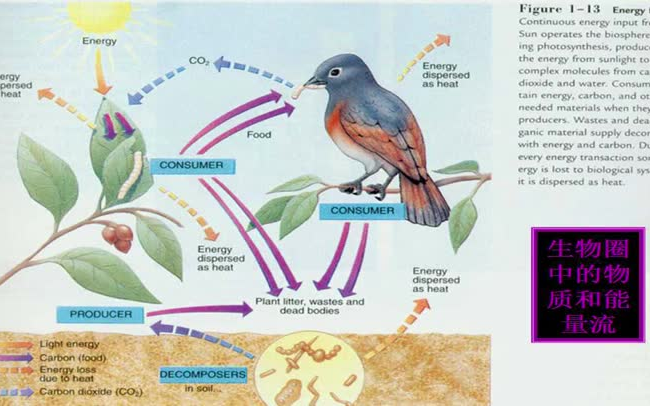 [图]【四川大学】普通生物学   林宏辉 （全）