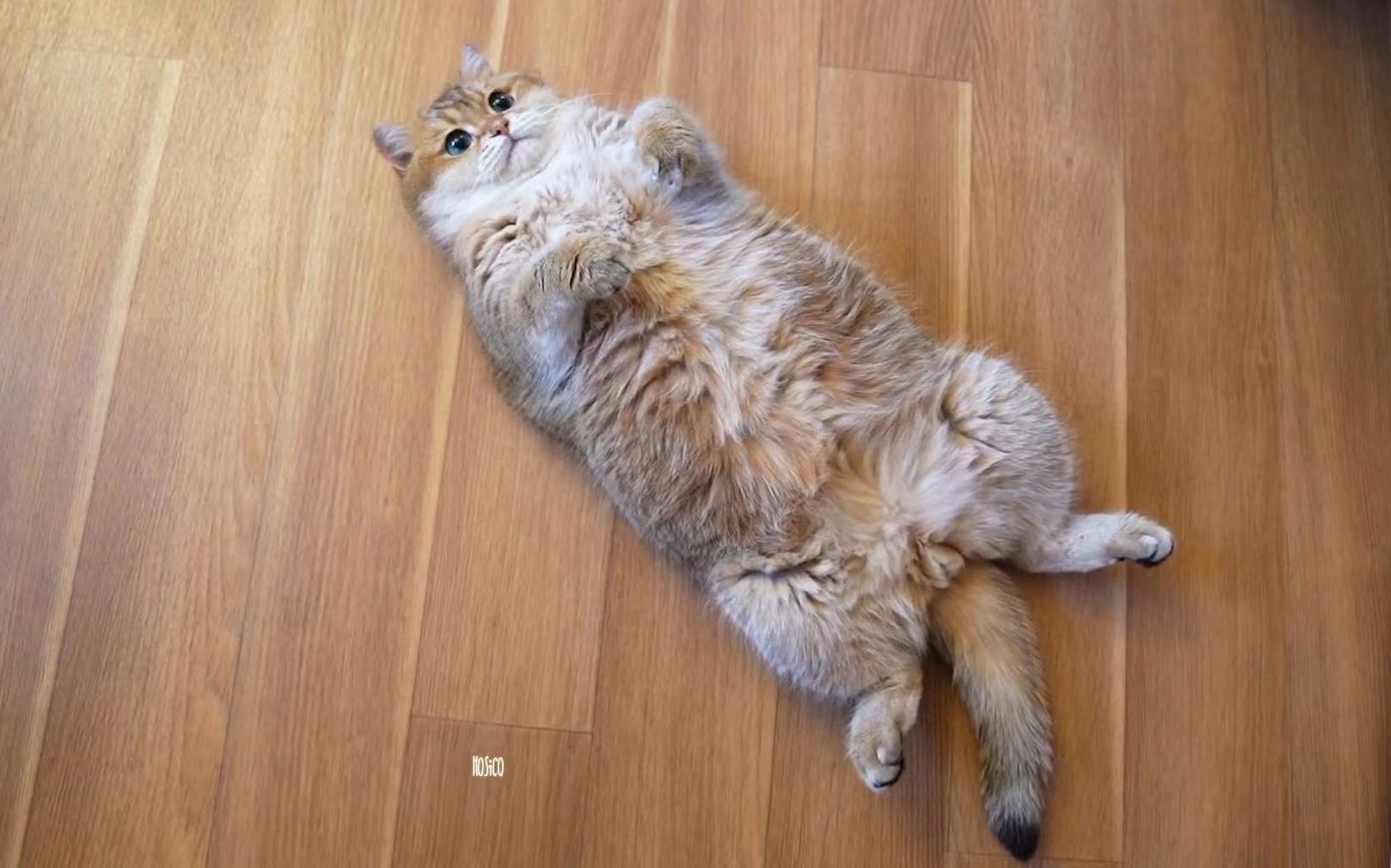 有的猫躺着并不是为了睡觉.