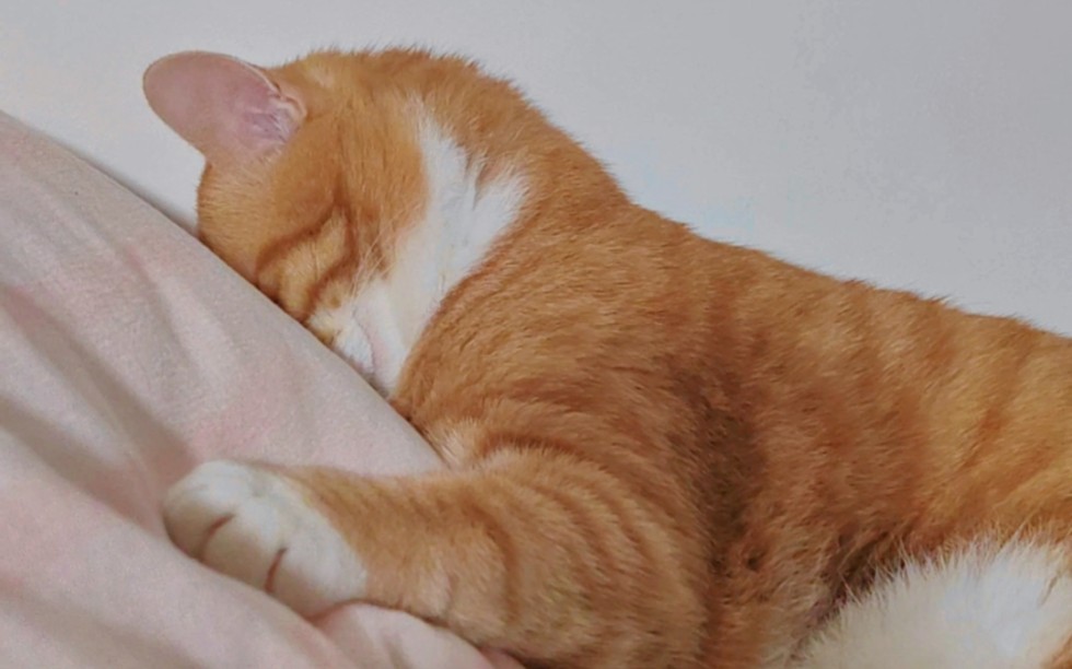 一只喜欢埋头苦睡的面包橘