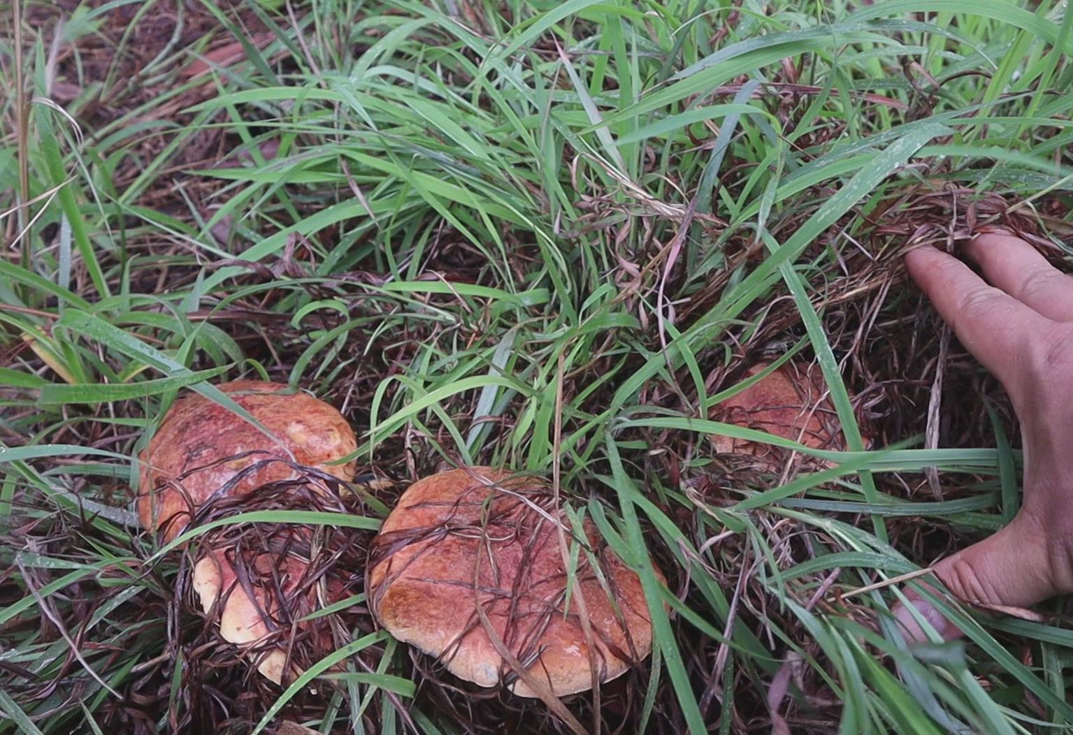 草堆里的紫葱菌,今天做油菌子啦哔哩哔哩bilibili