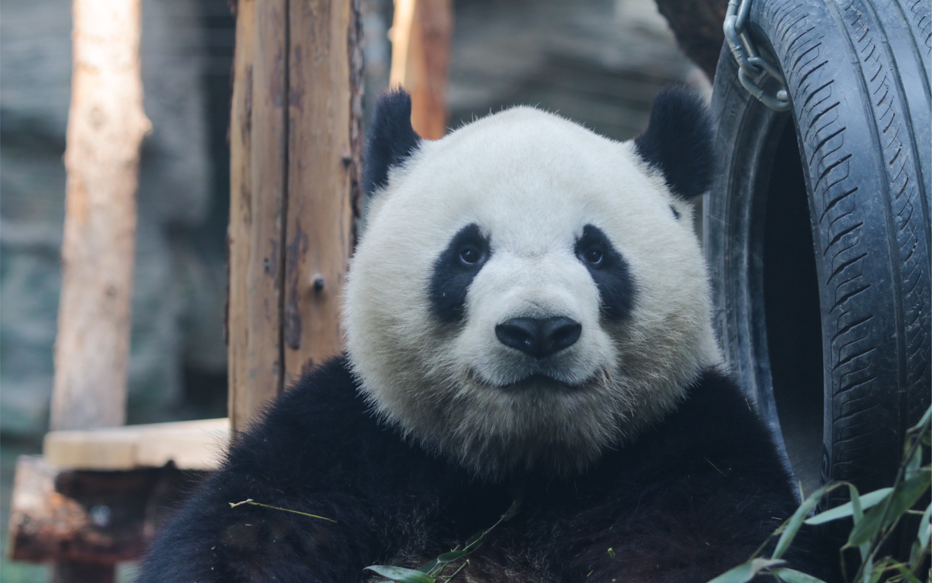萌宝干饭好可爱,可认真了,长得太像美兰子啦