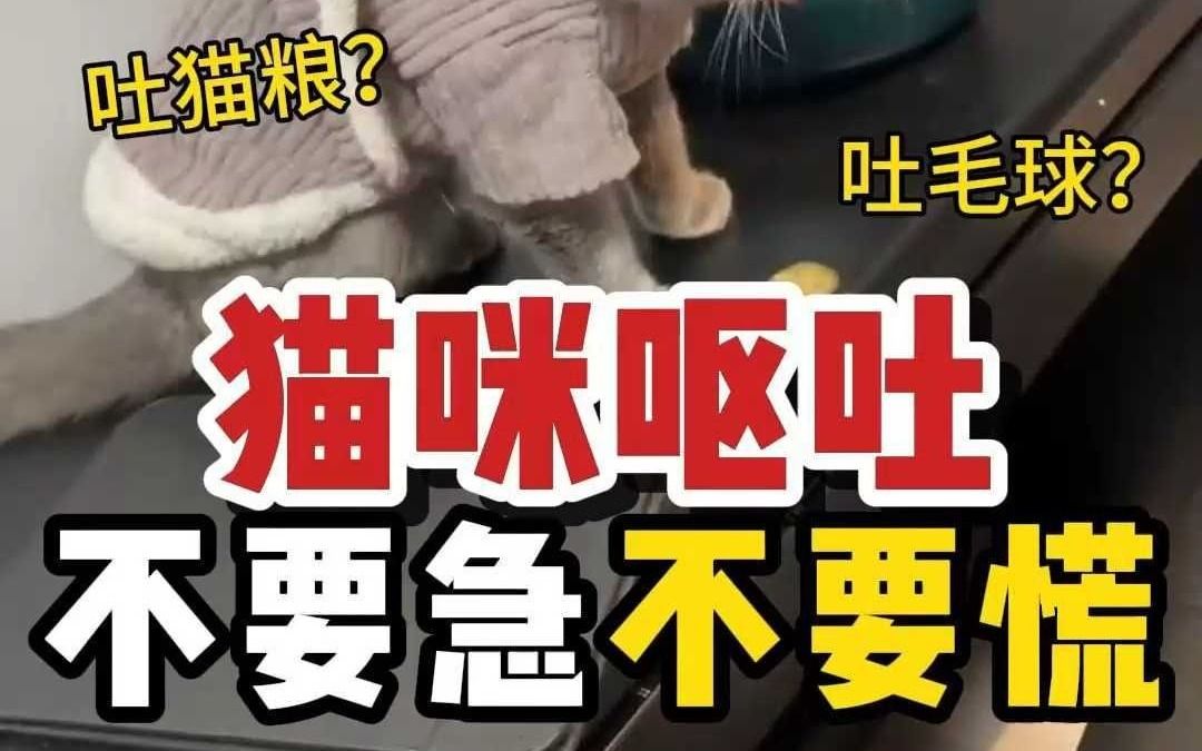 猫咪呕吐不要慌,常见呕吐情况及解决办法哔哩哔哩bilibili