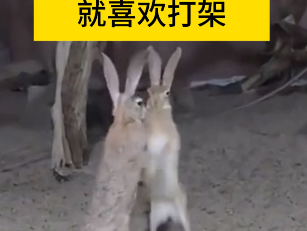 兔子打架怎么和袋鼠一样,这两个动物之间有啥联系吗?
