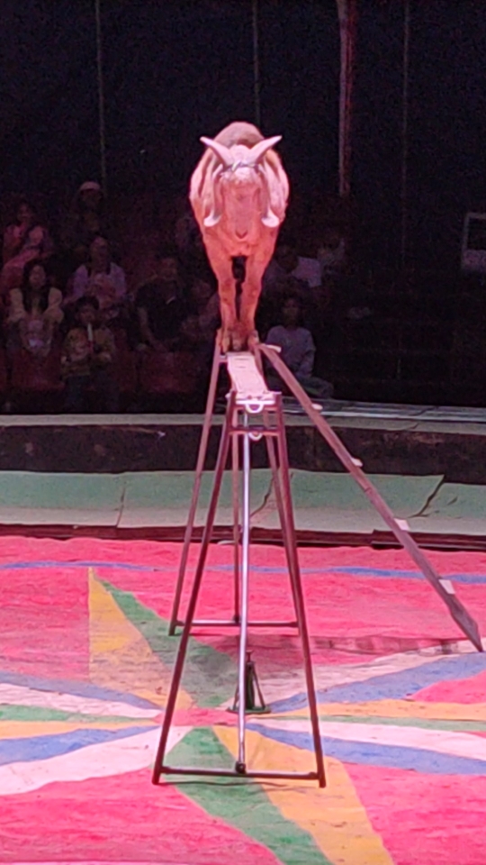 马戏团表演山羊挂角