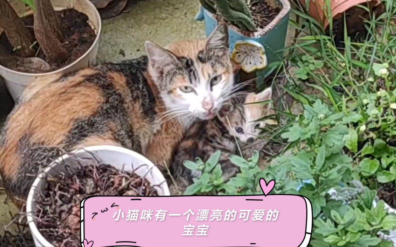 [图]流浪小花猫不见了几日，今天还带来了它可爱的小宝宝，怎么才有一个宝宝？