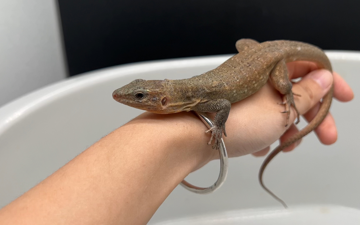 巨人加纳利! 巨蜥平替! 素食主义者!长大超级大!