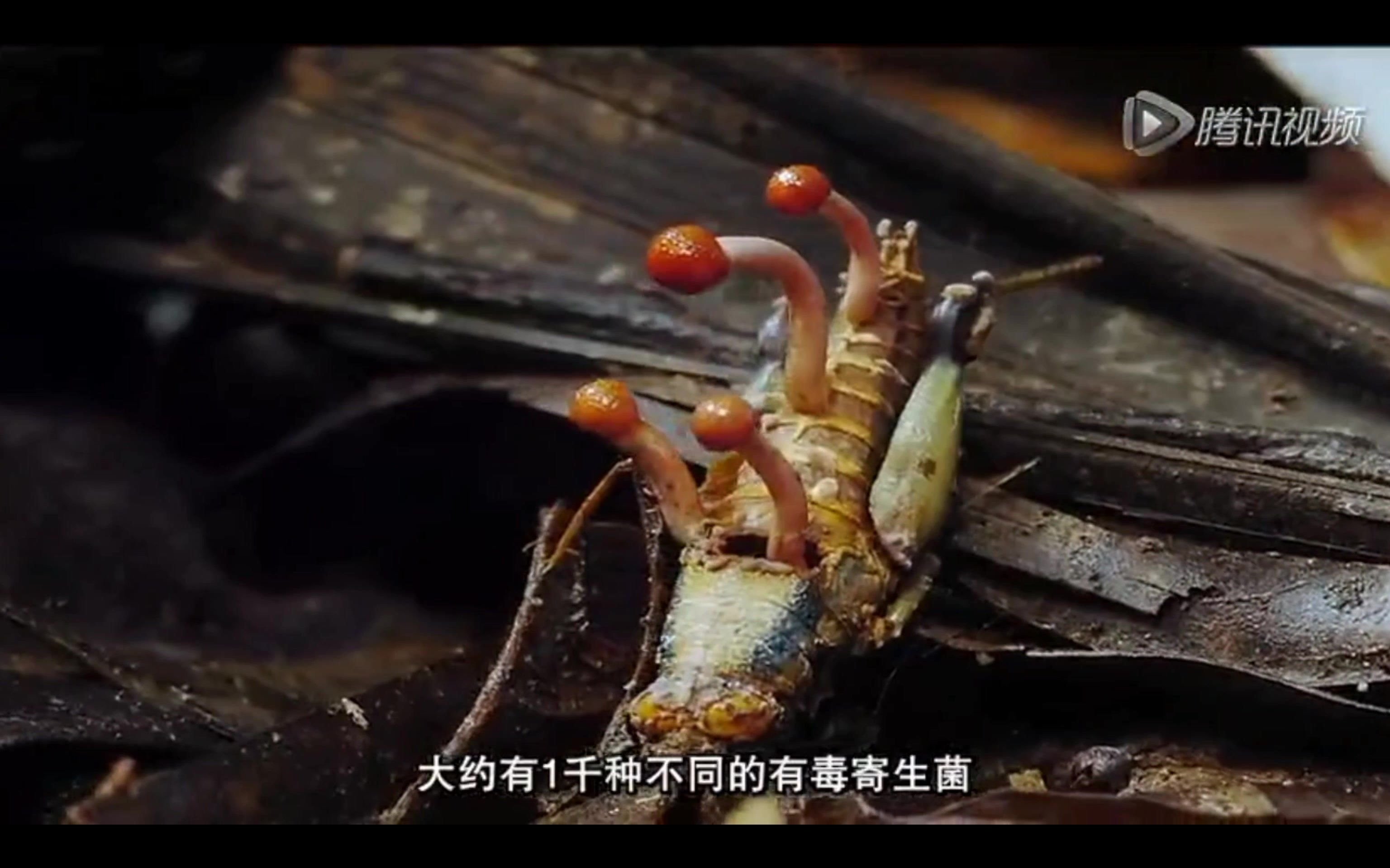 活动作品可怕的寄生菌可以操控昆虫的行为