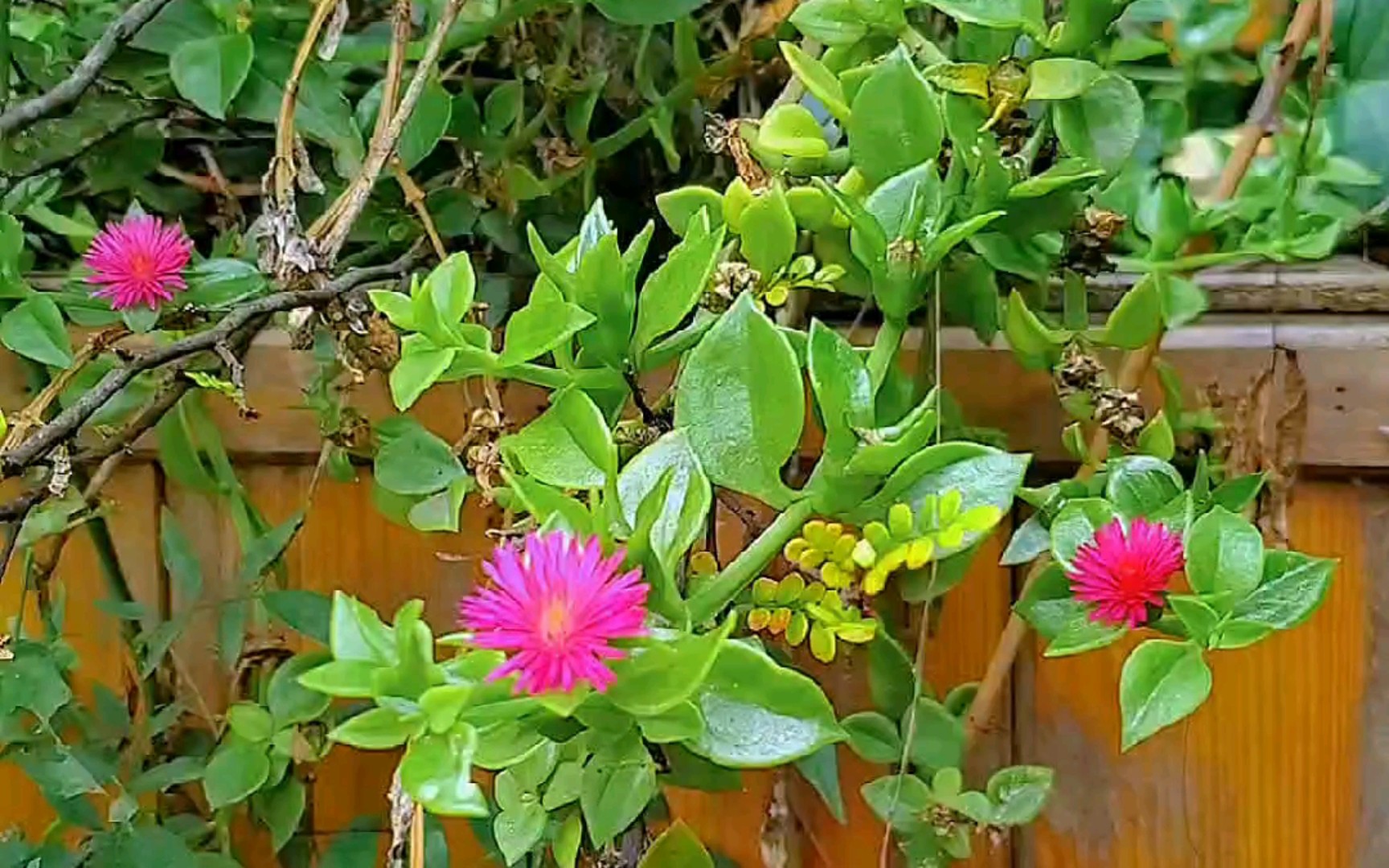 可以食用的牡丹吊兰,又叫心叶日中花.