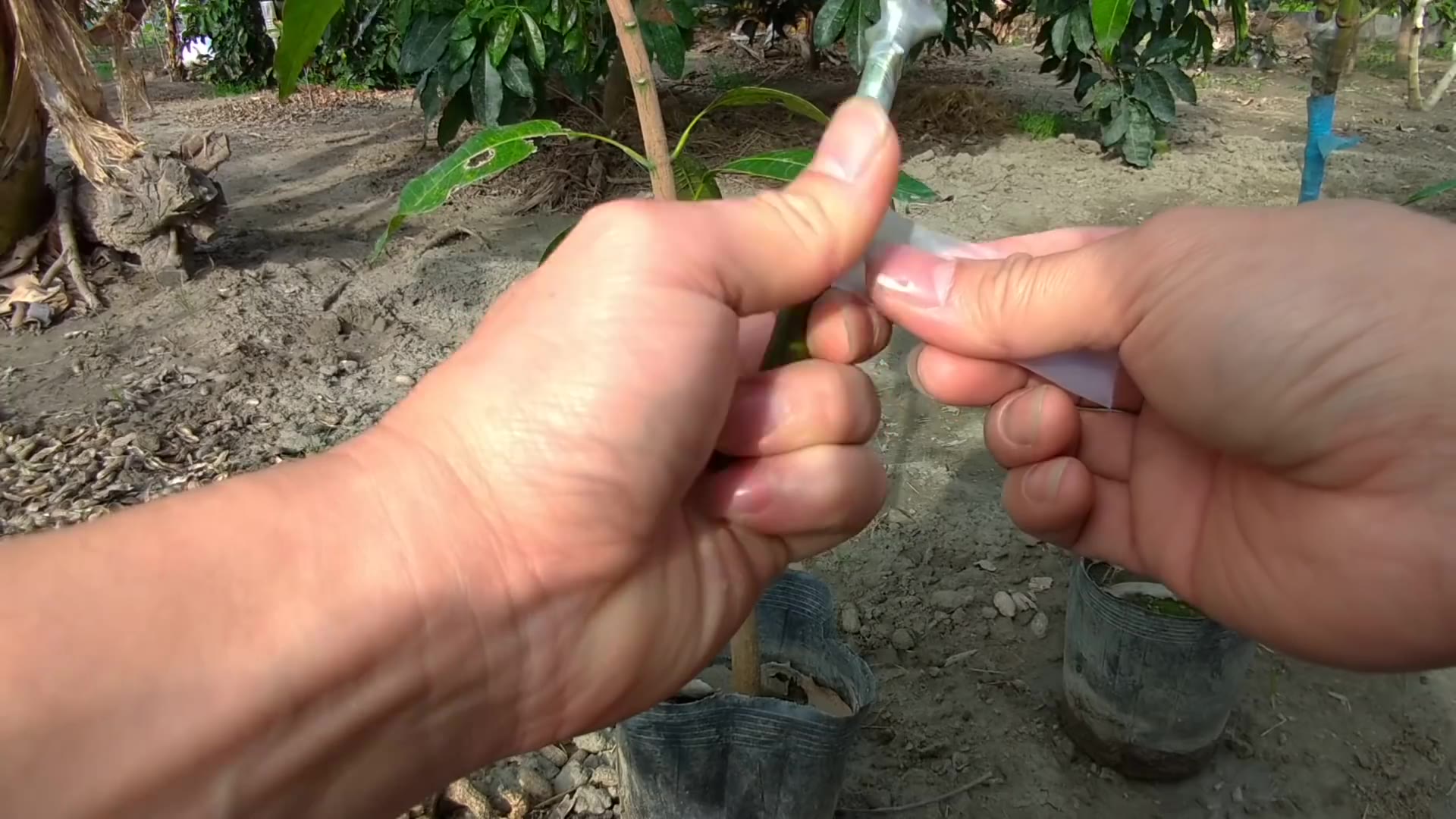 芒果嫁接腹接法操作介绍