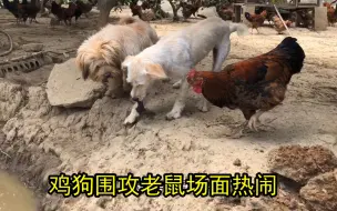 Скачать видео: 鸡场老鼠泛滥，田园犬帮主人抓老鼠，一口气干掉好几个