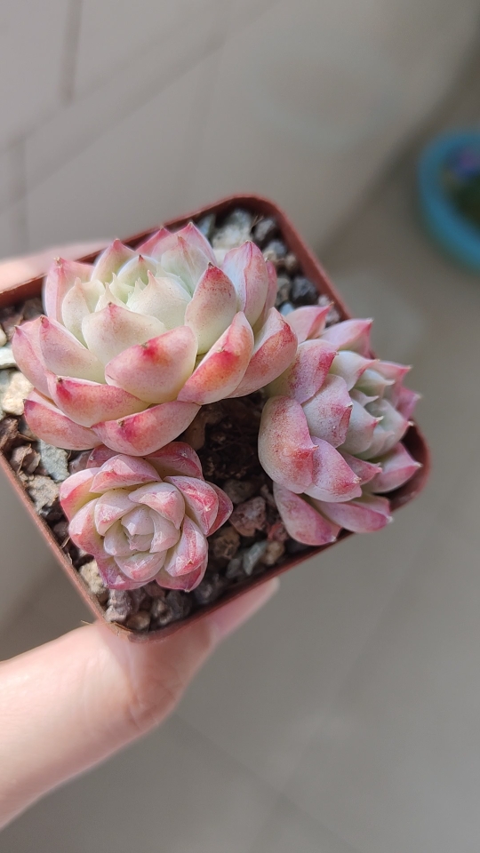 群生桃熏女王