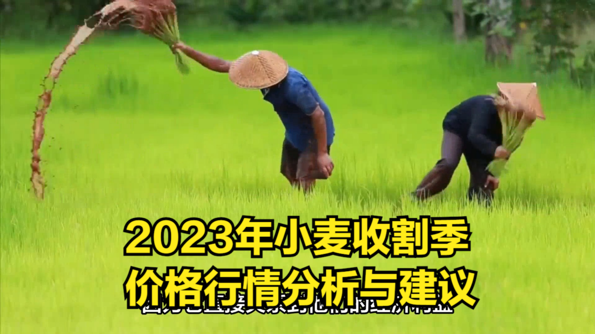 2023年小麦收割季,价格行情分析与建议哔哩哔哩bilibili