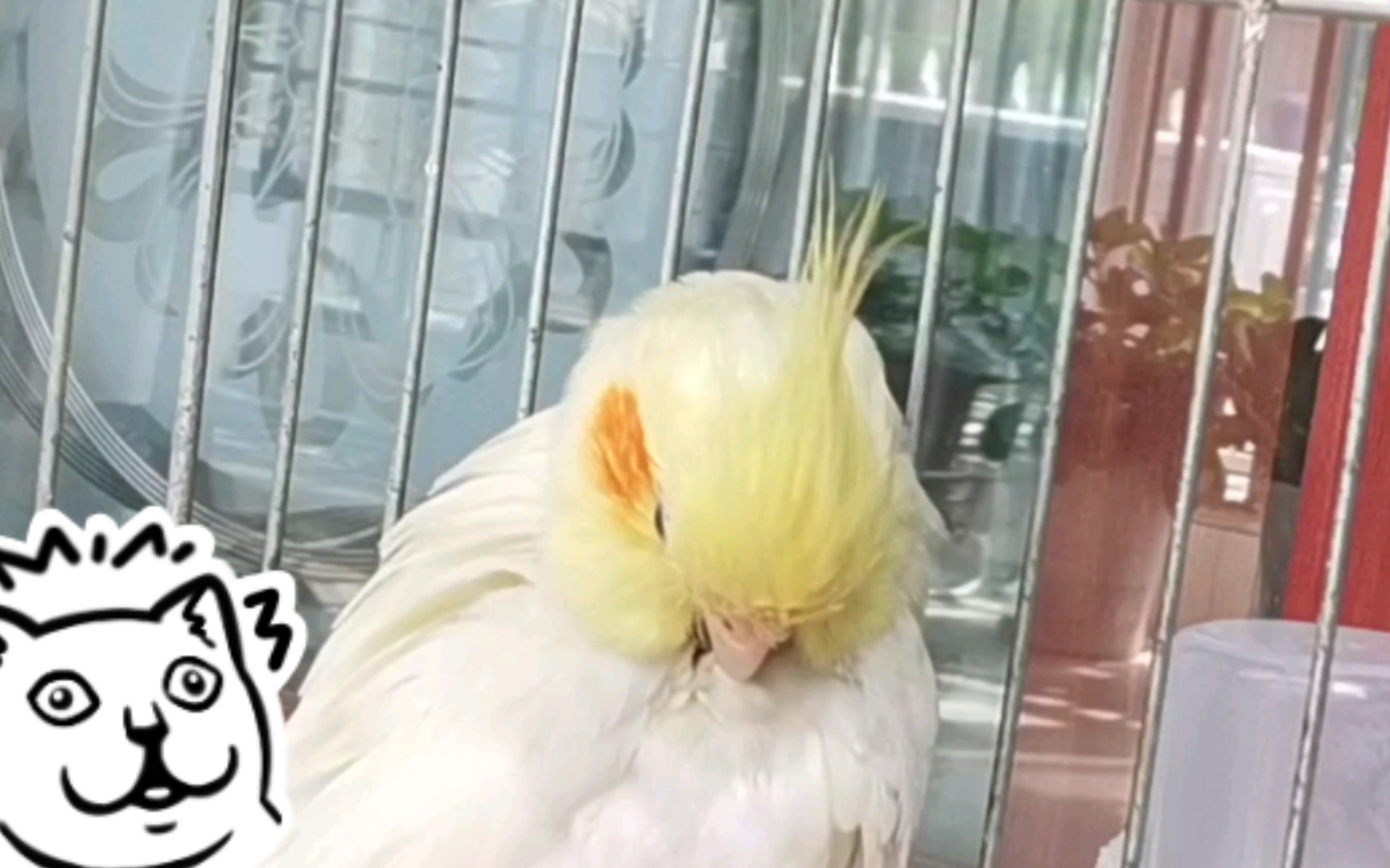 【玄鳳鸚鵡】啄毛