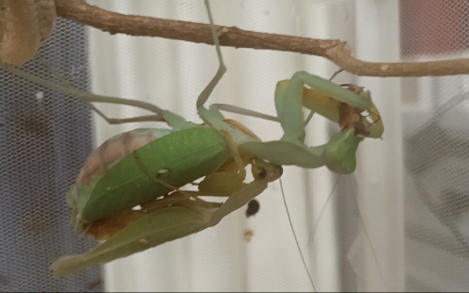 sl线纹巨螳交配