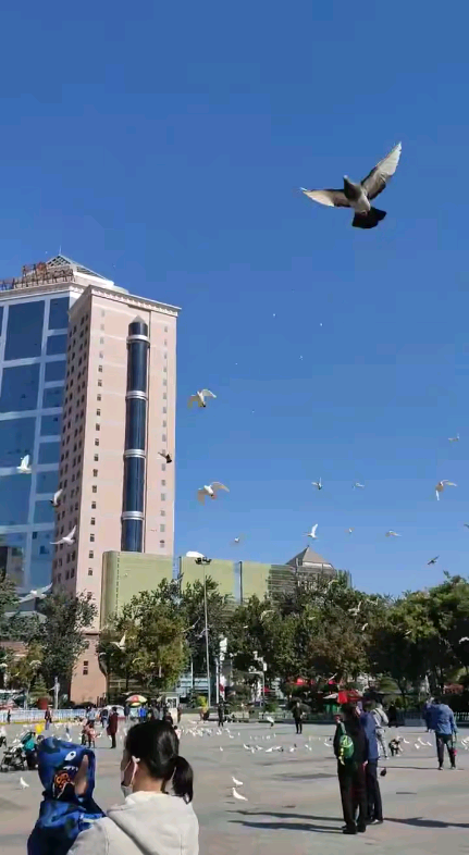 河北省博物馆看鸽子#石家庄