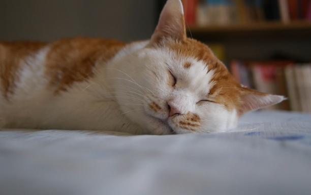 橘猫又梦到什么啦