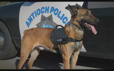 美国警察分享英勇警犬的故事