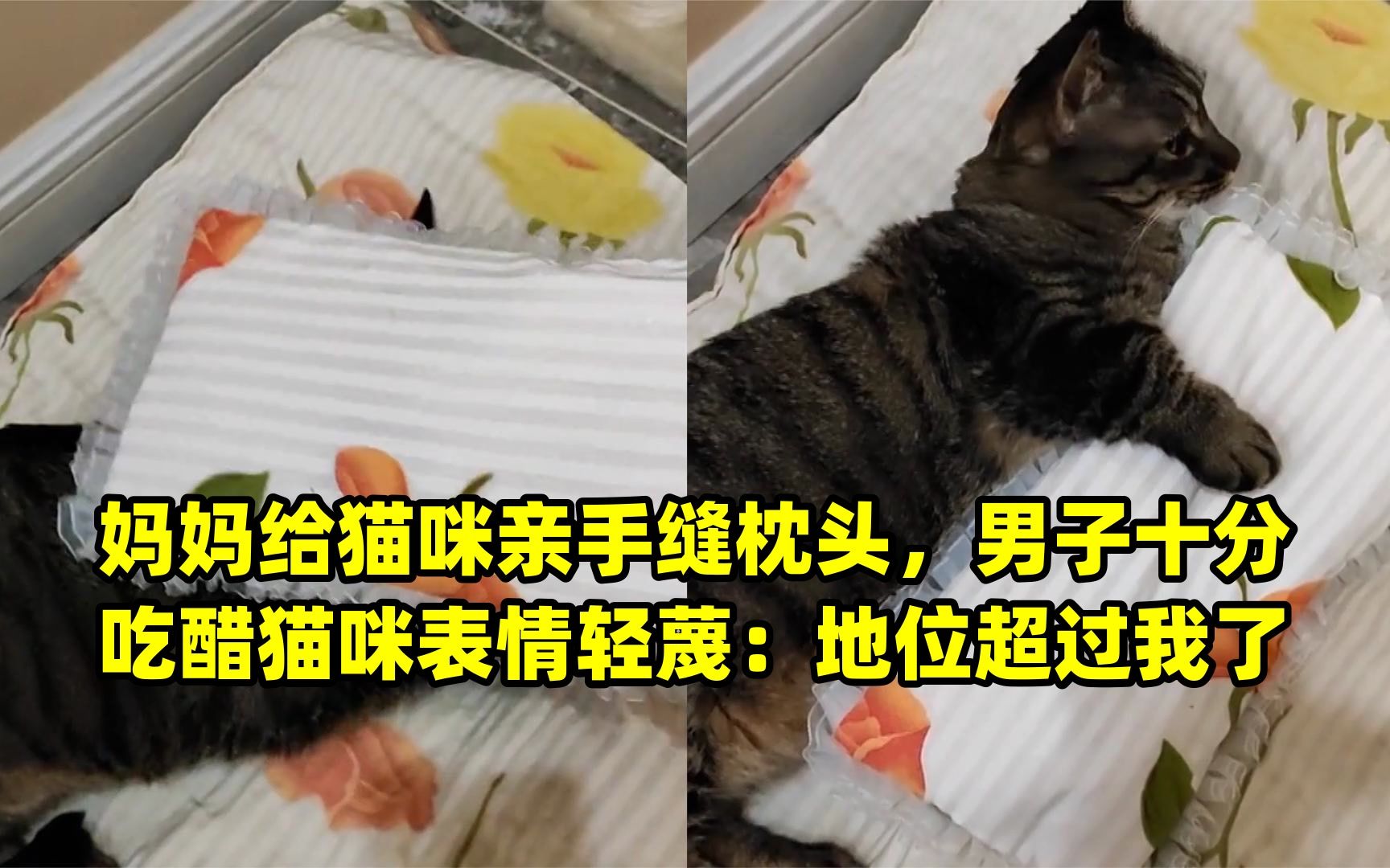 妈妈给猫咪亲手缝枕头,男子十分吃醋猫咪表情轻蔑:地位超过我了哔哩哔哩bilibili