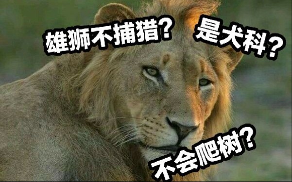 [图]【辟谣】雄狮不捕猎？狮子不会爬树？是犬科？带你揭露真相