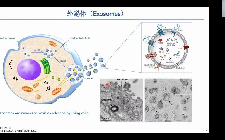 纳米药物前沿第二期线上学术沙龙之二 广州实验室杨令延 外泌体哔哩哔哩bilibili