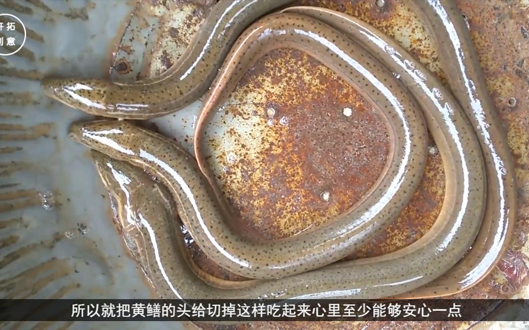 为什么吃鳝鱼前要把鳝鱼头砍掉?专家说的有道理!