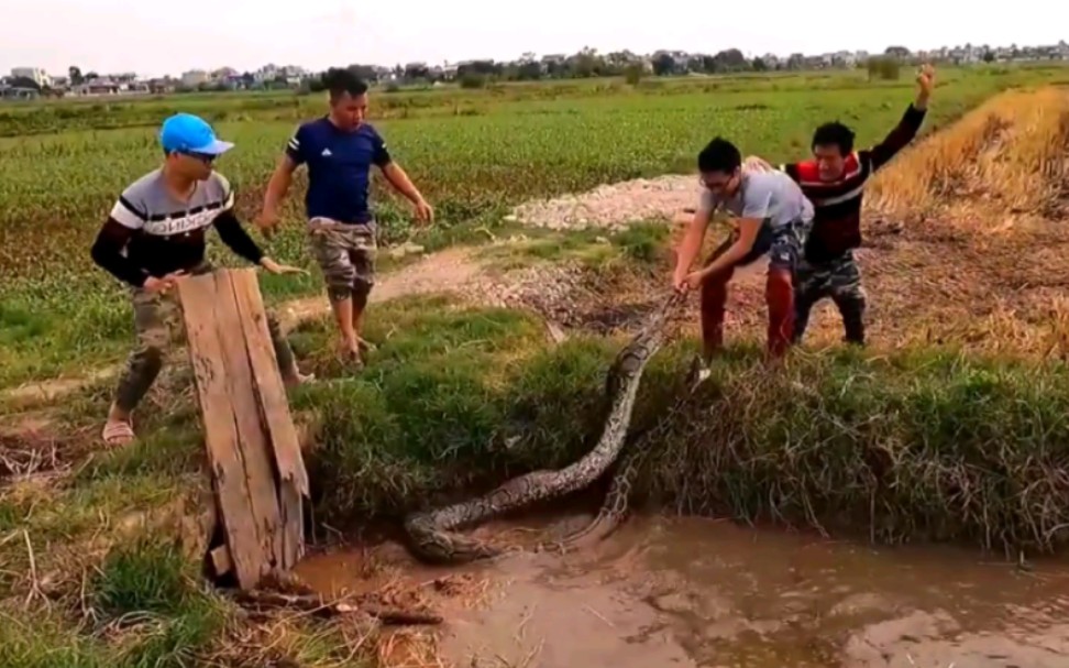 [图]下水道中的大蟒蛇