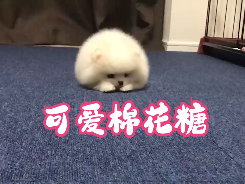 软绵绵的博美棉花糖