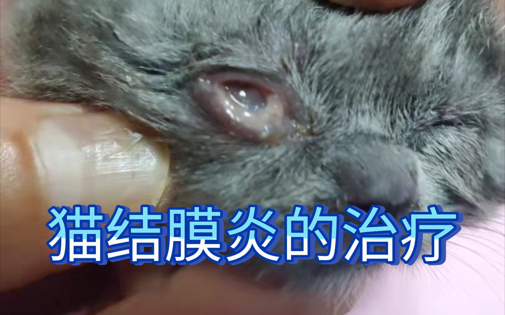 猫眼睛肿了怎么办?猫结膜炎的治疗和形成原因.哔哩哔哩bilibili