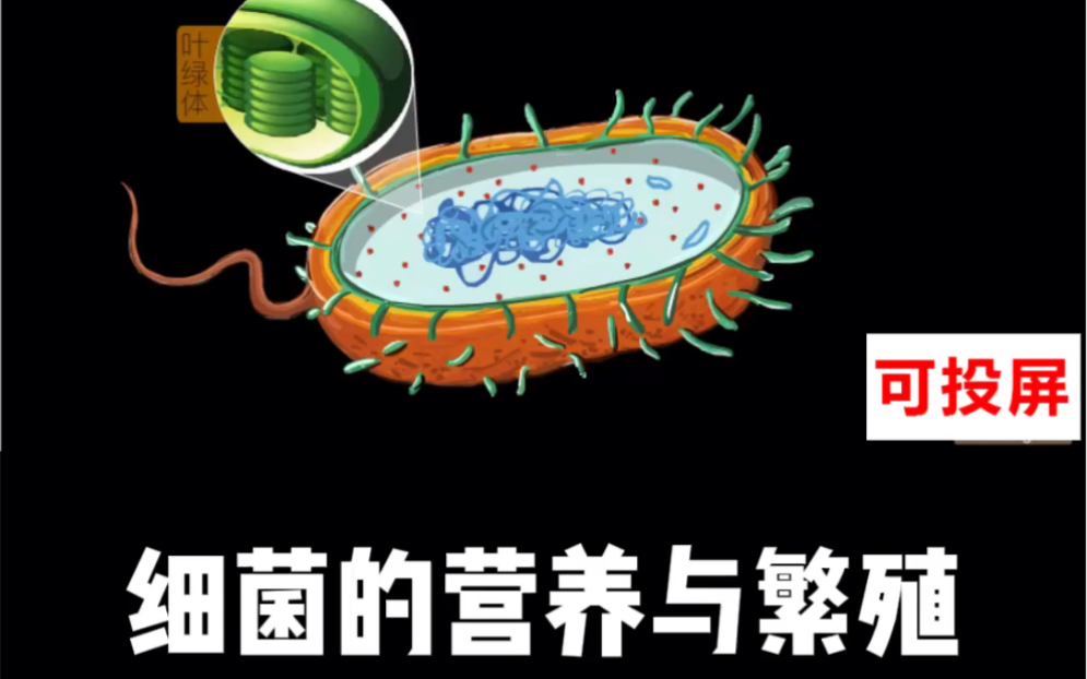 [图]小学生物大百科100集，科普动画片，细菌的营养与繁殖