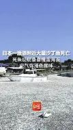 Download Video: 日本一渔港附近大量沙丁鱼死亡，死鱼层层叠叠覆盖海面，空气弥漫鱼腥味