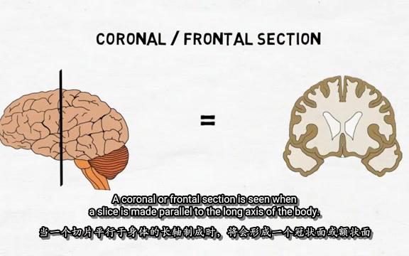 科普向 2Minute Neuroscience Directional Terms in Neuroscience #16神经科学的方向术语 中英双语字幕哔哩哔哩bilibili