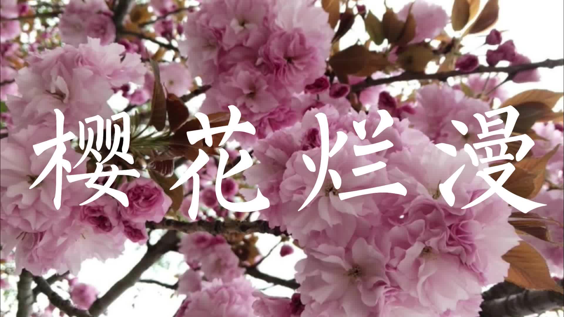 2019 五莲中学 樱花烂漫哔哩哔哩bilibili