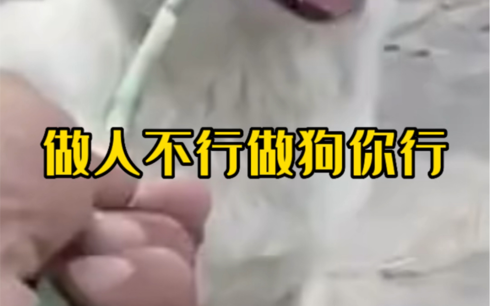 做人不行做狗一套一套的